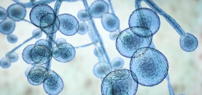 GI Infections